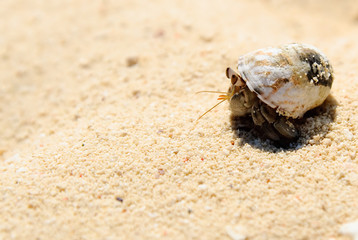 Hermit crab on white sand