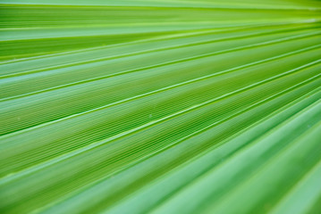 Obraz premium Green palm leaf texture