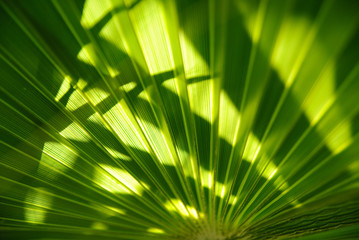 Green palm leaf texture © demoded