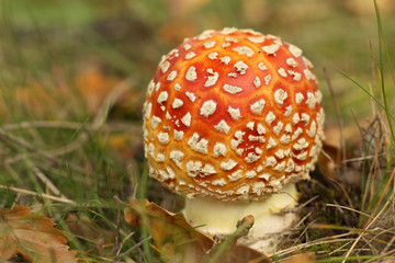 Toadstool in the grass