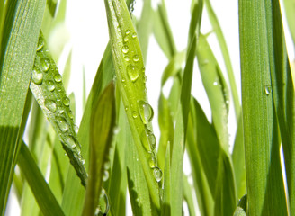 Obraz premium Zielona trawa w porannej rosy