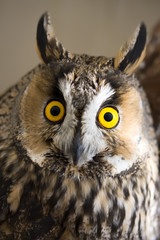 owl