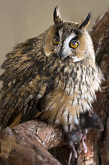 owl with pray