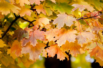 Leaves. Beautiful colors of autumn.
