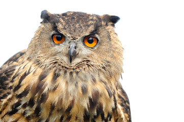 Raubvogel 3.1