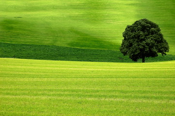 Baum im Feld - 18053900