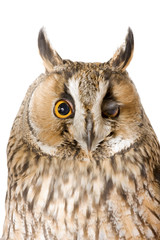 owl isolated on the white background