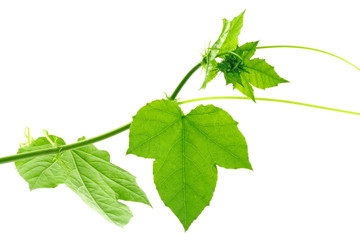 liane verte passiflore fond blanc