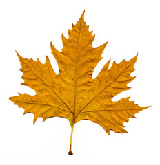 Scaned autumn leave