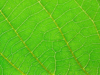 Leaf surface