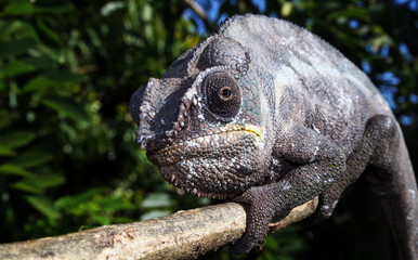 Chamäleon St. Marie