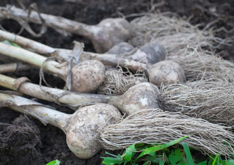Garlic bulbs on a green grass