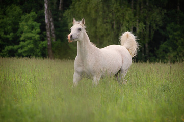 free white arabian horse running