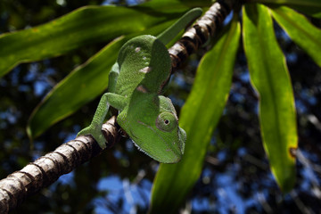 Chamäleon Manambato