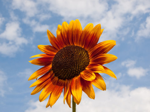 Sonnenblume im Sonnenlicht vor blauem Himmel