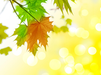 autumn leaves,