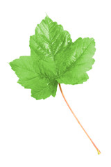 Fototapeta premium Leaf