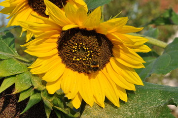 Obraz premium Sonnenblume mit Hummel