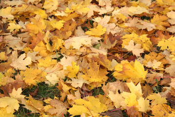 Blätter im Herbst