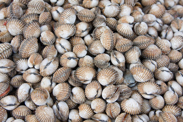 Asian meal-shell