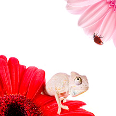 Chameleon on flower. Isolation on white