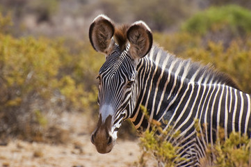 grevys zebra close up headshot