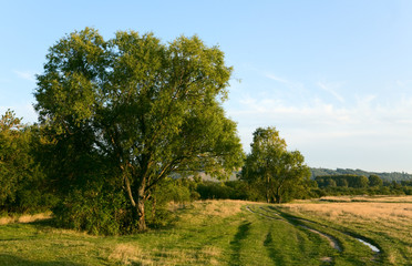 beautiful summer landscape