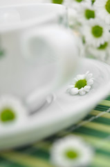 Teacup and Daisies
