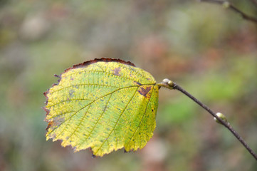 Herbstblätter