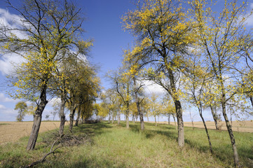 Old plum orchard