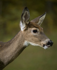 whitetail deer