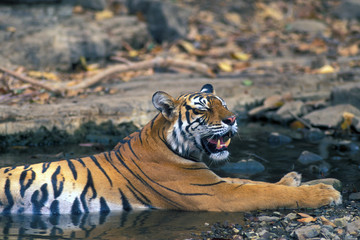Tiger - 18065934