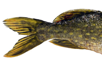 Pike tail