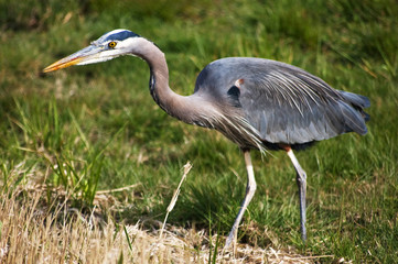 Closeup of Wild Blue Heron