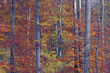 Laubwald im Herbst, Mecklenburg-Vorpommern, Deutschland