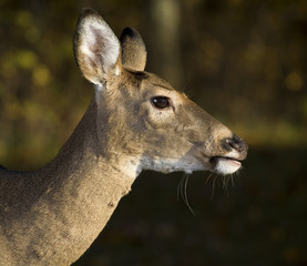 doe profile