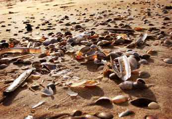 Strandgut