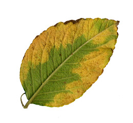 Blattunterseite  einer Kartoffelrose im Herbst