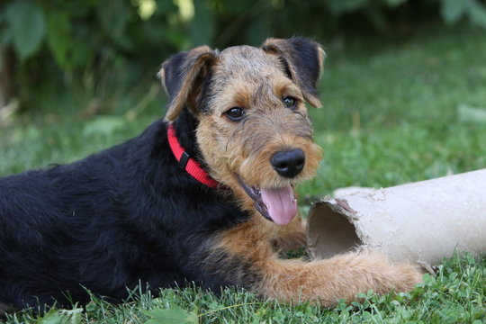 Airedale Terrier-Welpe