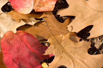Herbst