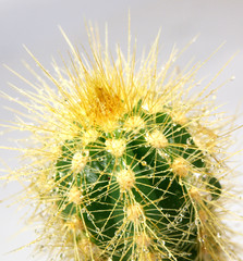 tropical cactus