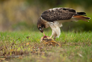 Red Tailed Hawk