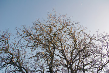 Obraz premium branches