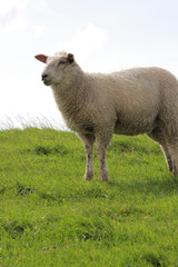 Naklejka na ściany i meble sheep on pasture