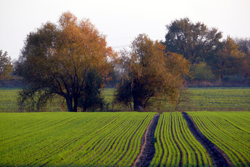 Felder und Bäume