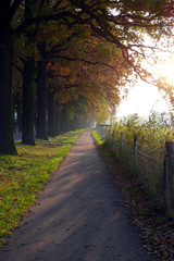 Weg mit Bäumen