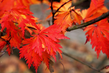 some nice red autumn leaves