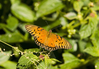 Gulf Fritillary Butterfly Sitting on Plant Leaf