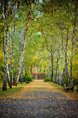 Obraz premium Autumn birch alley