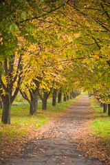 Fototapeta premium Autumn chestnut alley